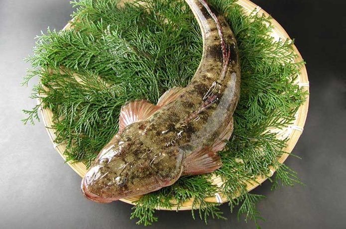 米子丿貫 公式 真鯒の二段仕込みそば 高級魚である 真鯒 マゴチ を贅沢に使用した鮮魚白湯スープです 漁獲量が少なく そのほとんどが料亭に直行するので あまり出回らない魚です 是非この機会にご賞味下さいませ T Co Gkbyjqyafz