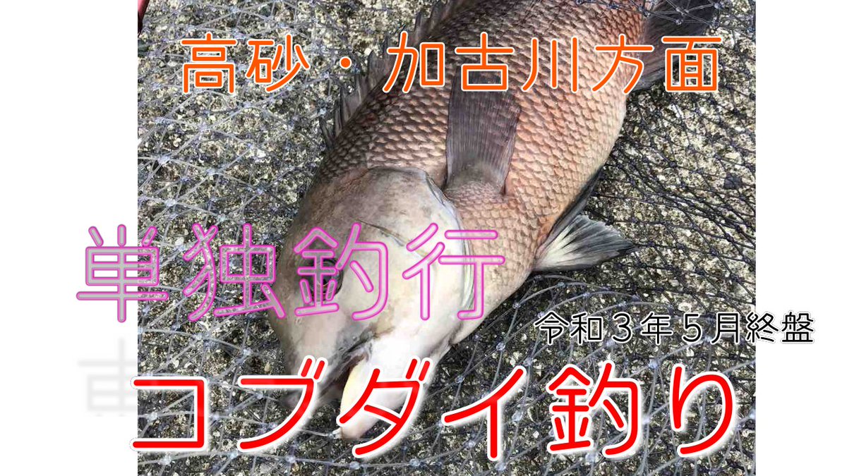 べっちょないで激熱やァ على تويتر コブダイ 単独釣行 餌は業務用ムール貝 加古川 高砂方面 コブダイ カンダイ T Co Pcifh8zsrv Via Youtube