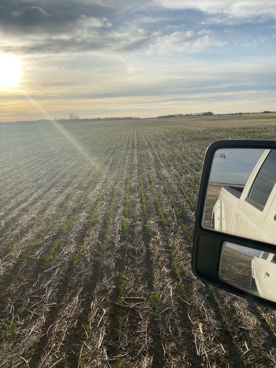 Dam Seedhawk