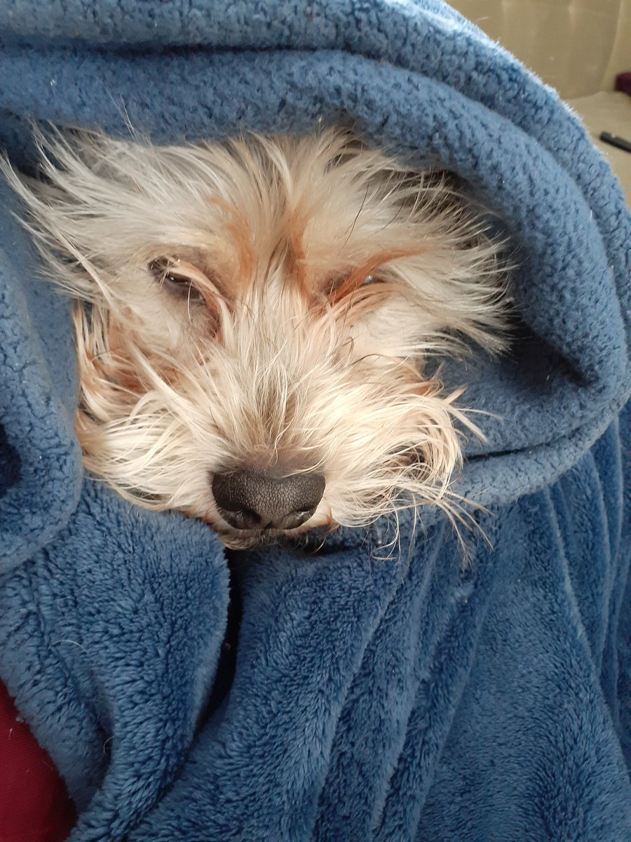 SRocksScience's tweet photo. Woke up very confused as to what day of the week it was and if I had overslept. Then I remembered that after an entire year on in-person COVID teaching, I can actually rest. So me and the puppers will be going back to sleep. #summerbreak https://t.co/B8y9CKv59M