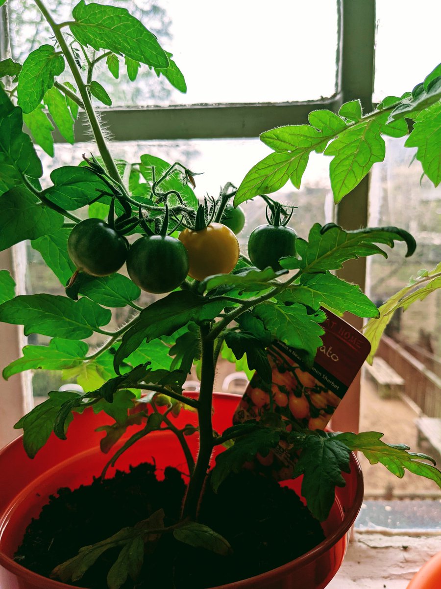BTHFTpalliative's tweet photo. It's a momentous day in the palliative care office - the yellow tomato plant has produced it's first ripe tomato! Expertly harvested by Lead Nurse Liz & we are told it was quite delicious ๏ฟฝ๏ฟฝ๏ฟฝ๏ฟฝ #teamtomatoes #groyourown ๐
๐
๐
๐
https://t.co/6HZNYs4QSL