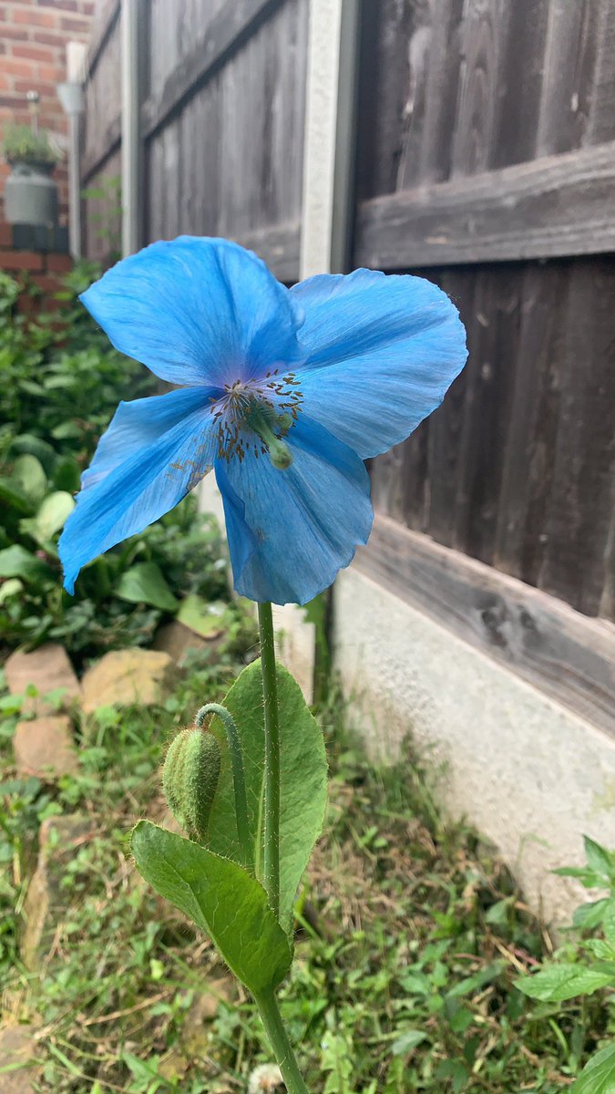 SergeantSkellen's tweet photo. Change of track - look at this lovely blue poppy I’ve grown in my garden - does it qualify for tree club? @CopMoustache https://t.co/KDdKjusMuF