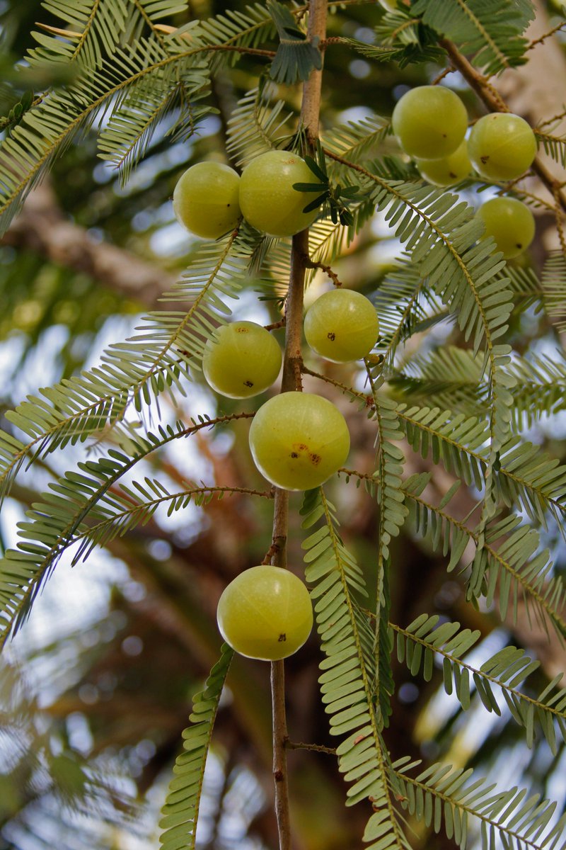 LifestyleWithTH's tweet photo. Cover story | A #gooseberry summer
Large orchards or a tree in the backyard, salted #amlas by the roadside or #tea infusions — everyone has a story to tell about this small, nutrient-packed green fruit.
@subhajrao finds out more https://t.co/ugP4K4aCRc
