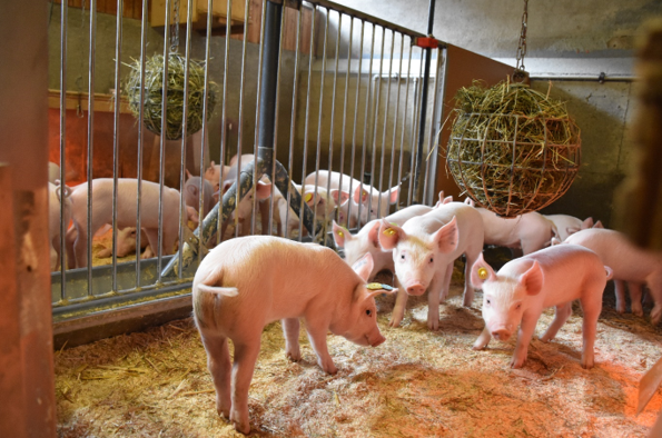 EAAPofficial tweet media