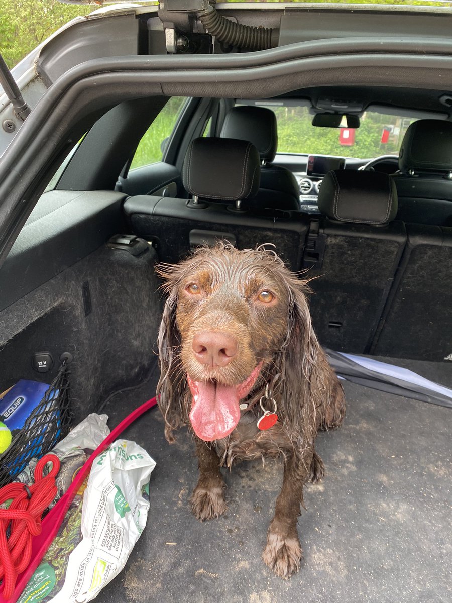 heardygurdy77's tweet photo. Loops decided to cool off in every muddy puddle there was on our dog walk today. Now banished to the garden pending a bath!! If anyone wants a sprocker, let me know!! Mates rates!! #loopyluna https://t.co/lcuPtfwdbV
