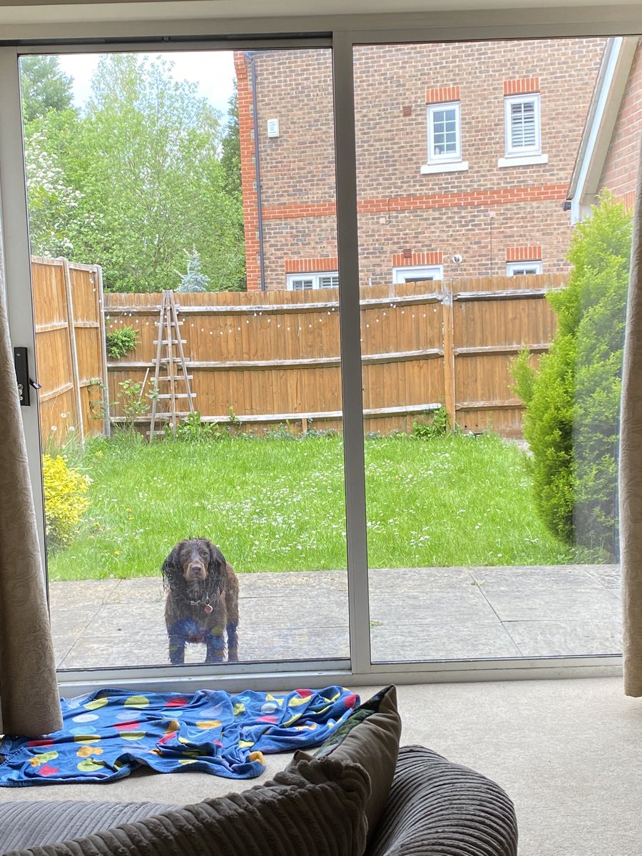 heardygurdy77's tweet photo. Loops decided to cool off in every muddy puddle there was on our dog walk today. Now banished to the garden pending a bath!! If anyone wants a sprocker, let me know!! Mates rates!! #loopyluna https://t.co/lcuPtfwdbV