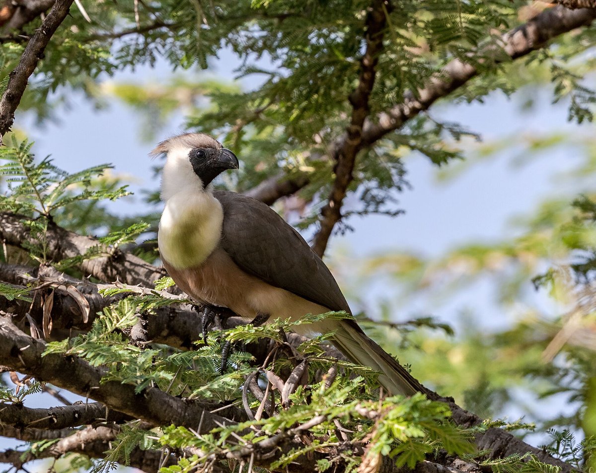 Bare-faced Go-Away-Bird

#birdphotography #nuts_about_birds #your_best_birds #eye_spy_birds #birds.nature #birdsonearth #best_birds_of_ig #best_birds_of_world #bestbirdshots #best_birds_planet #bird_brillance #raw_birds #birds_adored #pocket_birds #planetbirds #bird_private #bird