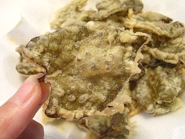 ほそいあや 繁殖しまくって嫌われるドクダミ 今までは天ぷらにしていたけど ジェノベーゼにするとかなりうまい T Co 1ge4pr4nny Twitter