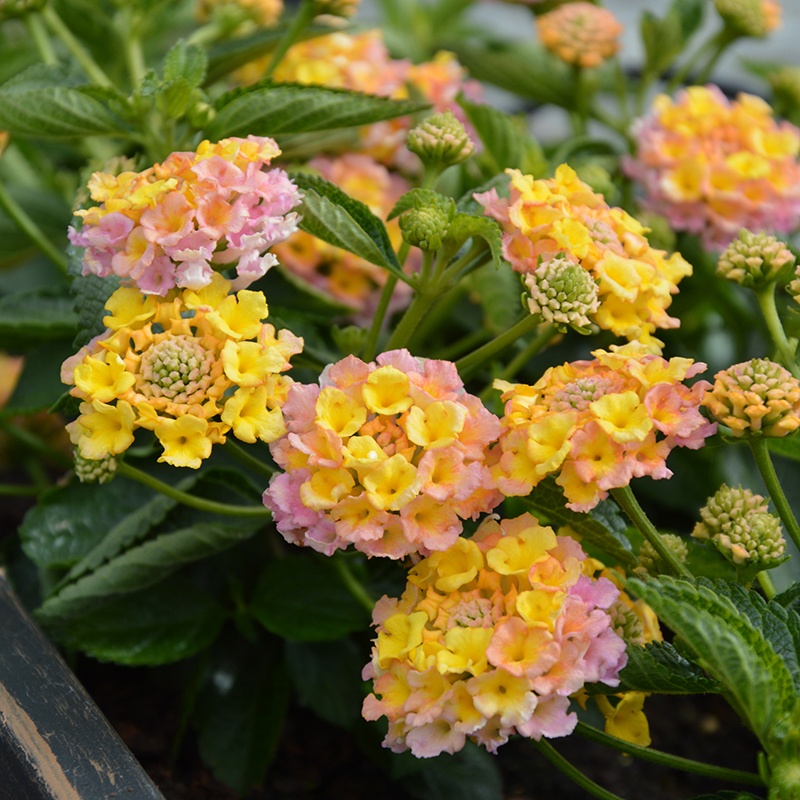 A profusion of coloured clusters burst out above neat mounds of foliage, making patio pots and borders come alive in summer. Lantana Calippo Vintage is incredibly drought tolerant and loved by butterflies and bees!

Despatching now 💐
mr-fothergills.co.uk/Flower-Plants/…