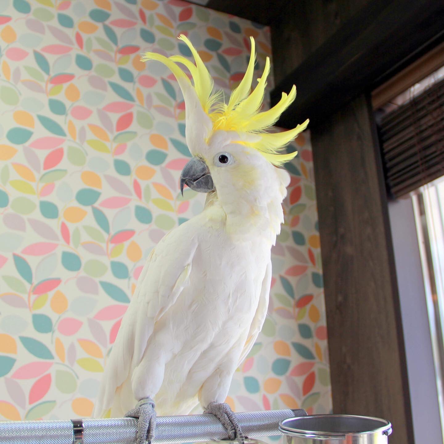 تويتر オウムのカフェ Freak على تويتر 今日の オウムカフェ オープン当初から 鳥クルーとして活躍してきた看板鳥 オーストラリアンキバタン Kokoちゃん 高齢でもあり 昨日をもってお店を引退し 自宅でのんびり過ごすことにしました 今までありがとう