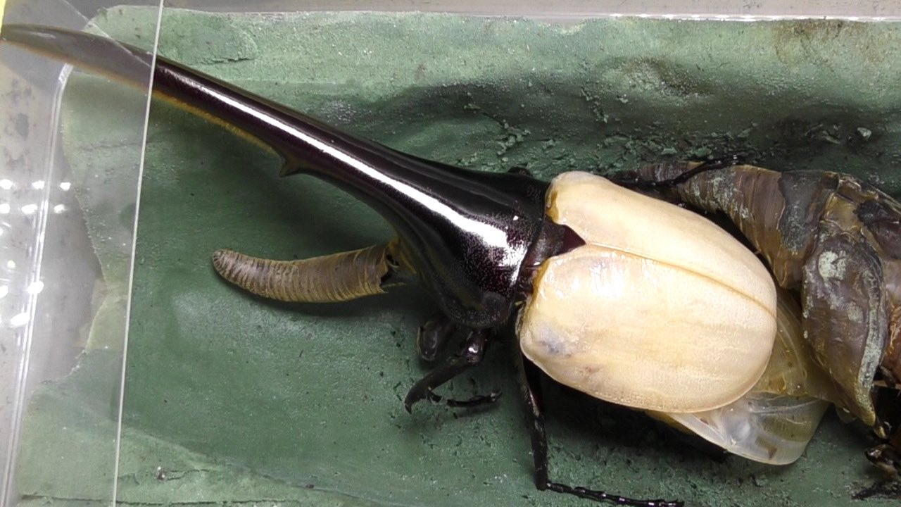 92fs C 今回のはちょっと細いかな 155mmでした ヘラクレス 羽化 で検索したら 全て私の動画にしたい勢い 笑 ヘラクレス ヘラクレスヘラクレス ヘラクレスオオカブト 羽化 T Co Vqgqfvobbu Twitter