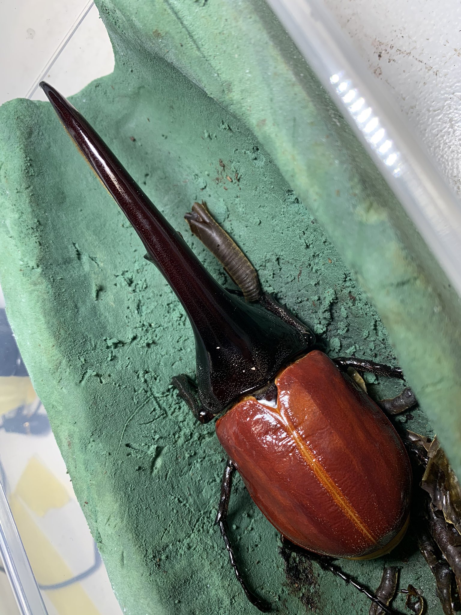 92fs C 今回のはちょっと細いかな 155mmでした ヘラクレス 羽化 で検索したら 全て私の動画にしたい勢い 笑 ヘラクレス ヘラクレスヘラクレス ヘラクレスオオカブト 羽化 T Co Vqgqfvobbu Twitter