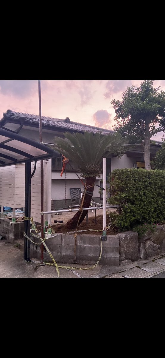 aodonkey's tweet image. でっかいソテツ運んで植えた😂

#ソテツ
#庭
#DIY
#ウッドフェンス