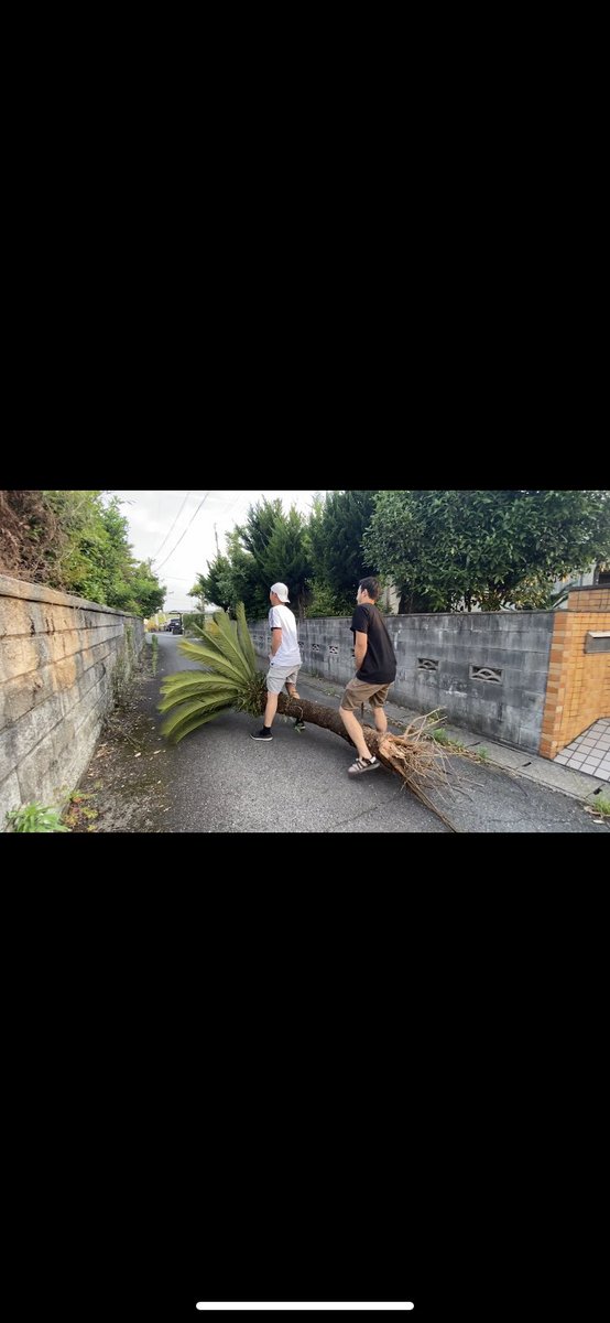 aodonkey's tweet image. でっかいソテツ運んで植えた😂

#ソテツ
#庭
#DIY
#ウッドフェンス