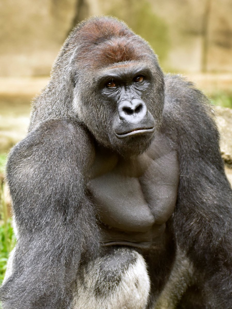 Sam_Chryst's tweet photo. Rip my sweet prince Harambe😢#5years https://t.co/EcmDQL4Yrc