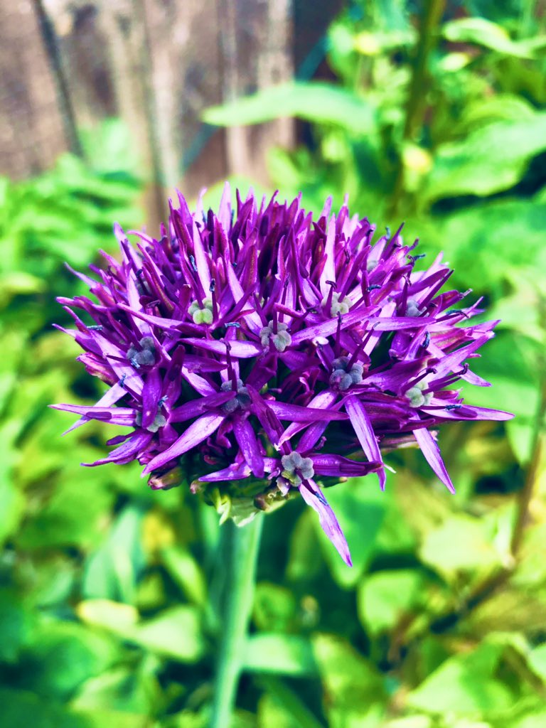 And we have lift off on the Alliums 🌿