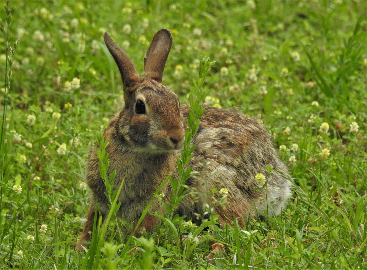 Rest day birding walk: 2.76 miles. strava.com/activities/537… #strava