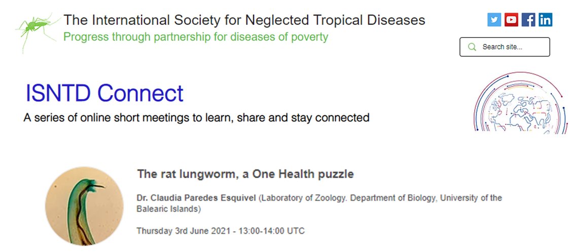 C_Paredes_E's tweet photo. I am excited to give a talk for @ISNTD_Press on the #zoonotic #parasitic #nematode called the #ratlungworm #Angiostrongylus_cantonensis and the #OneHealth  approach to control it. Please stayed tunned😎 https://t.co/zyyAtDPWI6