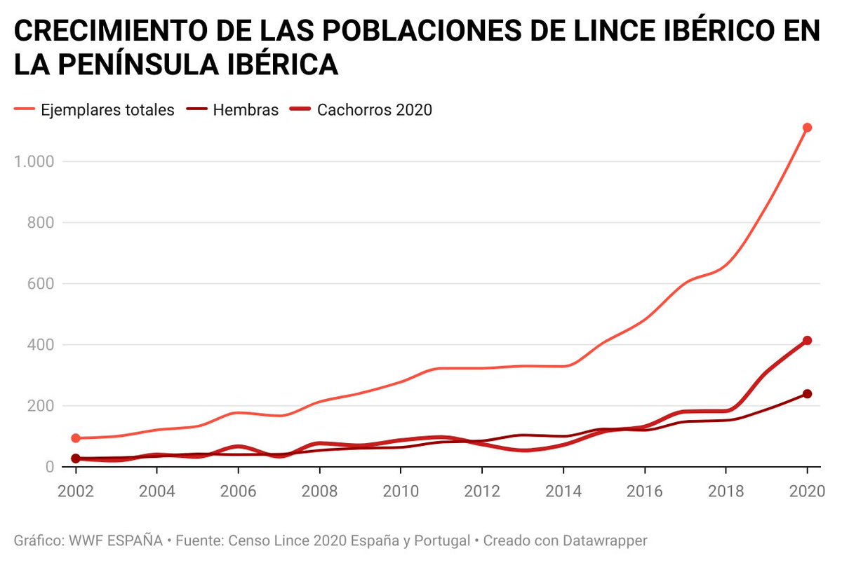 WWFespana's tweet photo. Este es el crecimiento de las poblaciones de lince en la península ibérica 🧐 Es fascinante ver cómo los esfuerzos de conservación de 20 años siguen dando sus frutos 

#1111Linces

Descubre más aquí ⤵️
https://t.co/UK1fyzquvg https://t.co/Hmcl6fkfdt