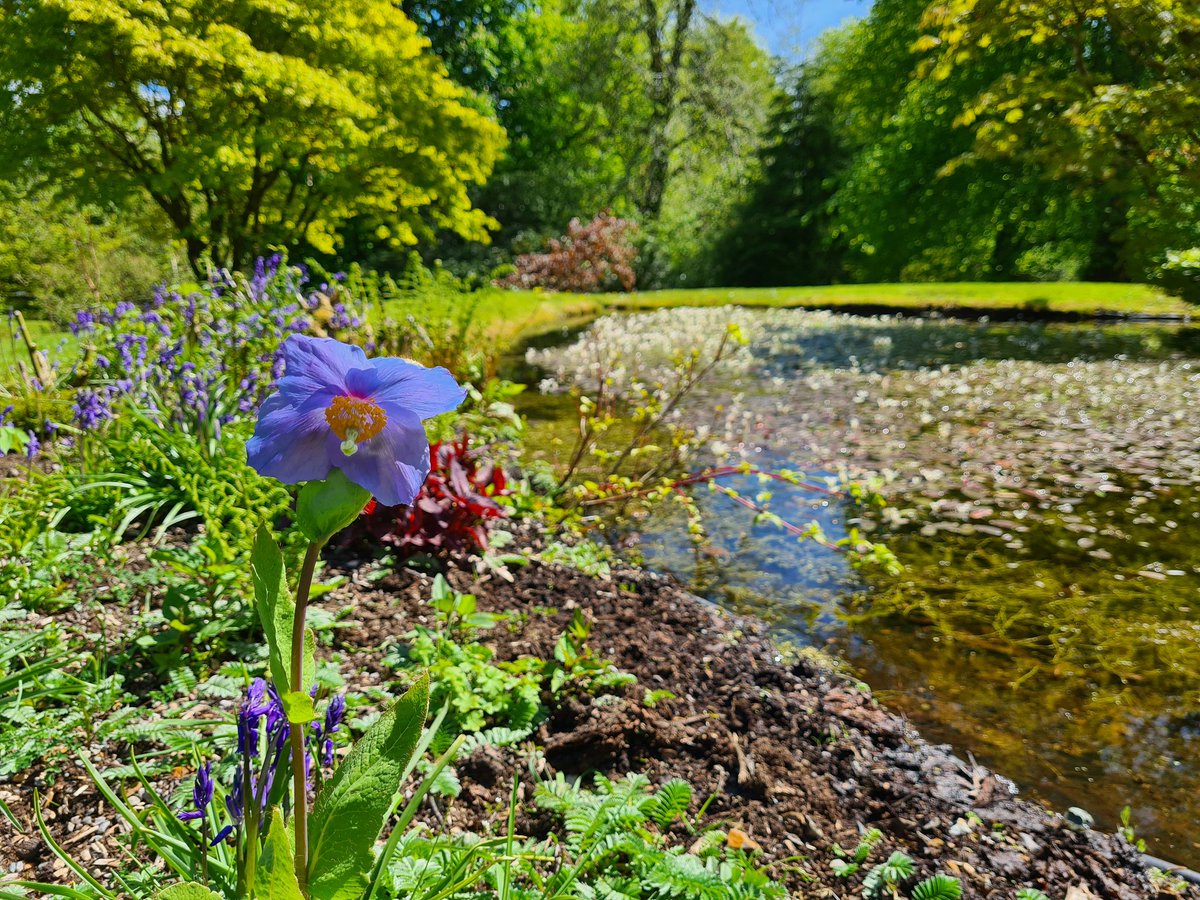 ArmadaleCastle's tweet photo. #Fridayflower - finally our first Himalayan blue poppy (#Meconopsis) has popped up by the ponds. Love these dramatic blue blooms. #springflowerfestival https://t.co/0UB2cmxNPz