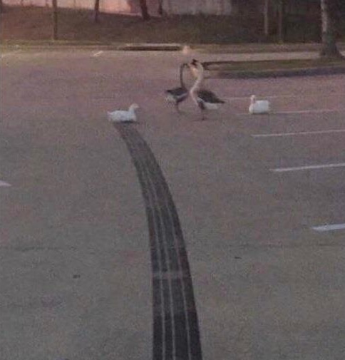 MeanwhileinCana's tweet photo. How fast was that duck going? https://t.co/gceuT6po51