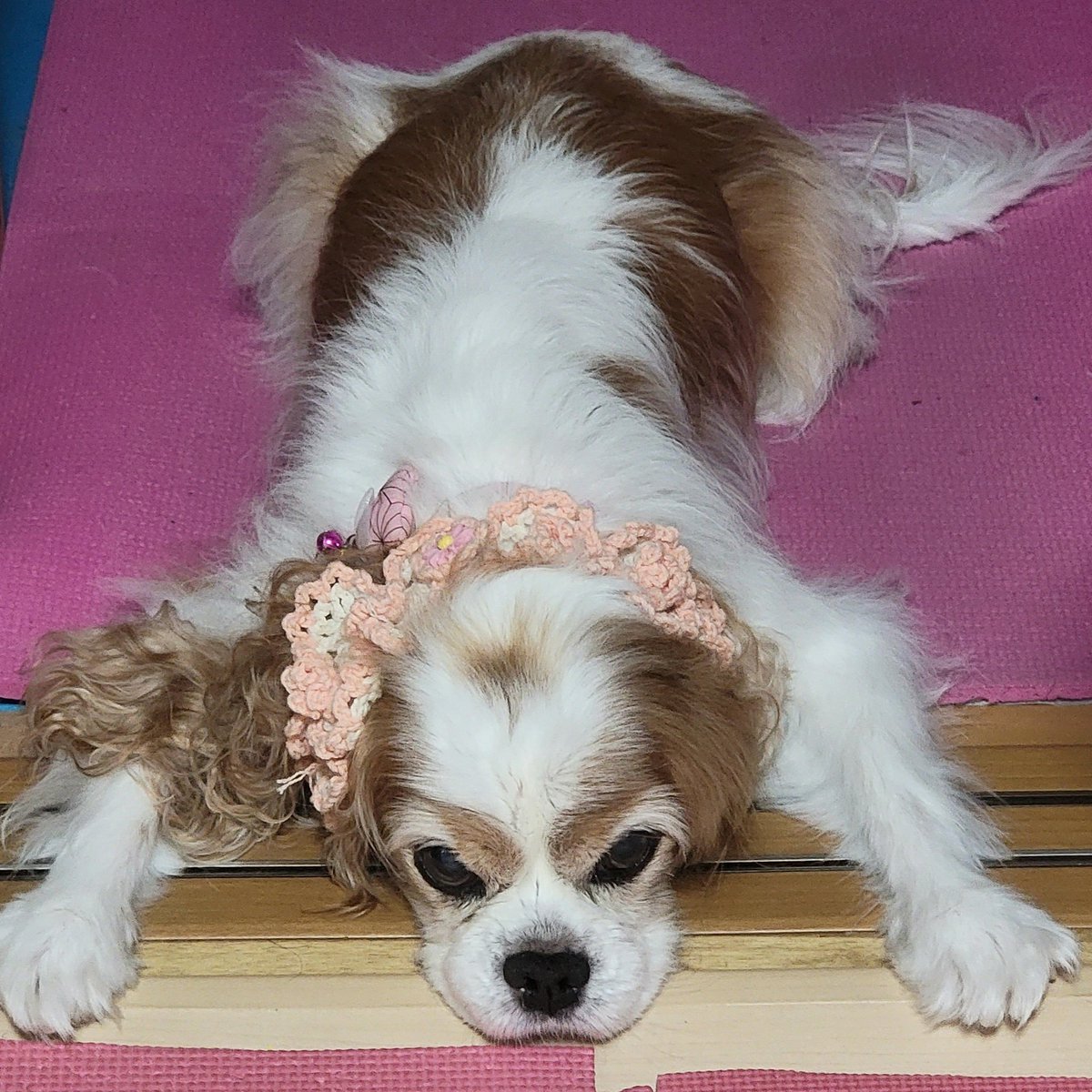 レオママ レイちゃん病院day 体重 7 10kg ストマックケアは その後食べない 歩いていて転ける回数増えた 下痢は続いたまま 心エコー 腹部エコーは 心臓も腹部も水は溜まってない 下痢対策として ステロイドを1週間増量