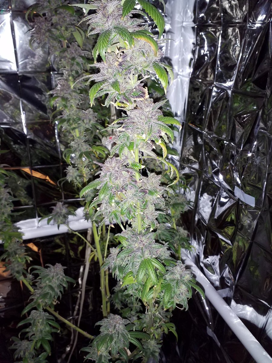 nyhardhat1's tweet photo. 9 lb hammer is frosty purple! https://t.co/svyDH7hYrs