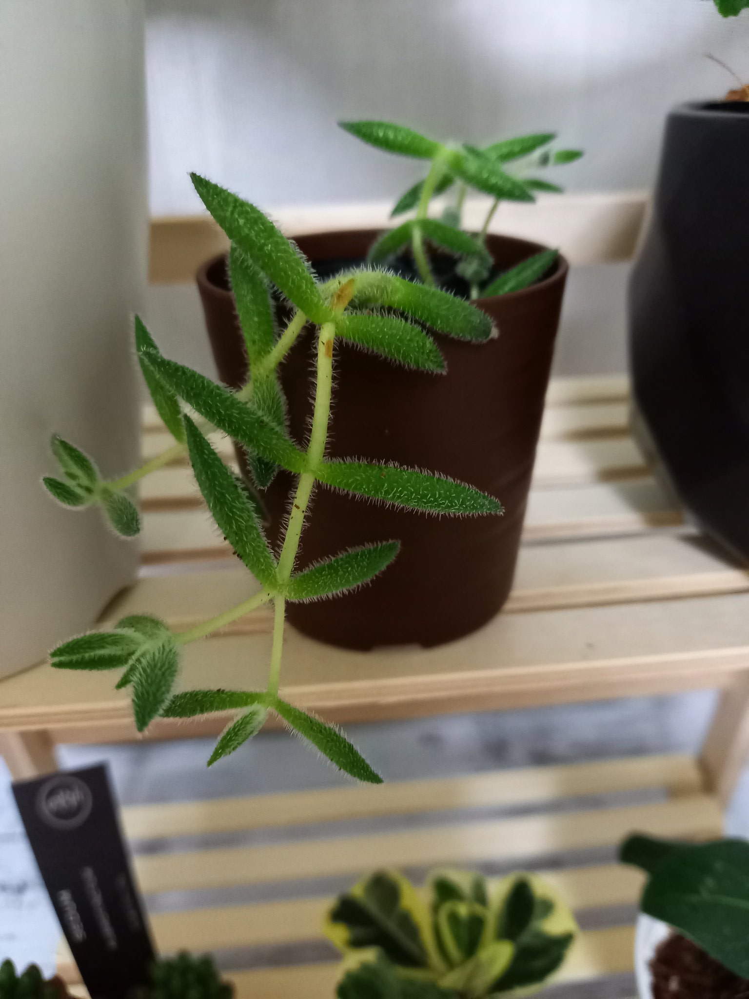 Enoki 観葉植物 女子 今日の新入りちゃんたち 多肉ちゃんの ラブロティンクタム そして ダイソー産の観葉植物 としか札がなかった白い毛モサモサつぶつぶテロリンの子 名前わかる方いますか ダイソー植物 名前がわからない植物 どちらもかわいいくて