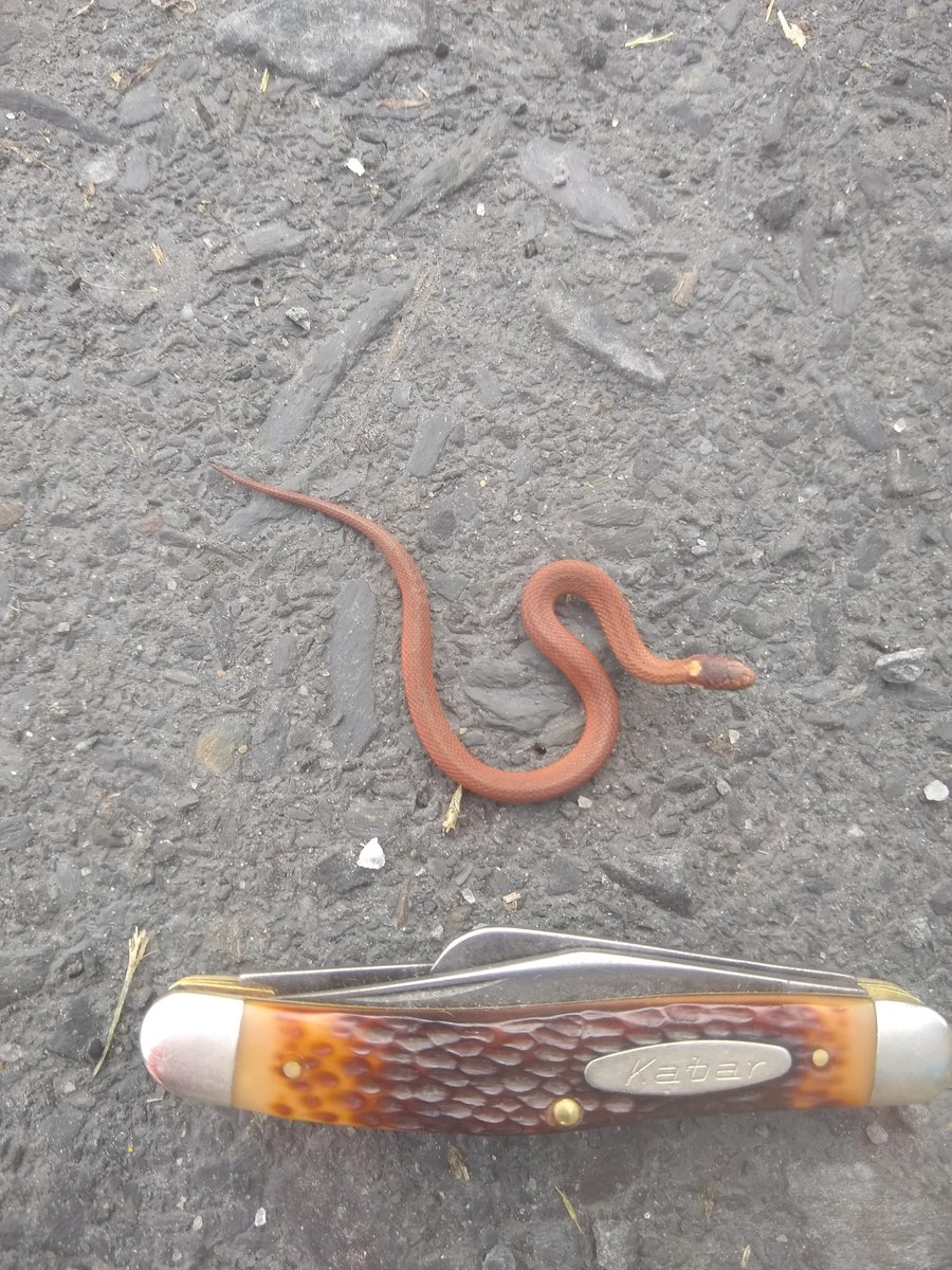 Baby snake tiny Baby Copperhead