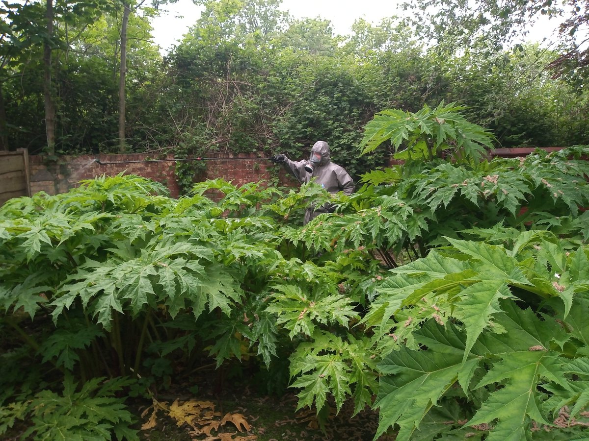 KnotweedPlus's tweet photo. Treatment of giant #hogweed in the client's garden in #Denton, #Manchester https://t.co/ilkNo7ick4