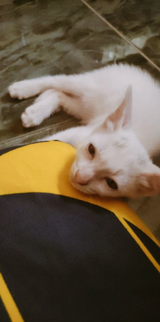 meet our new baby catto! 🤍
