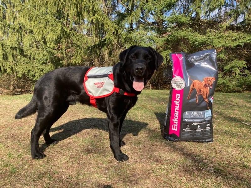 Autism Dog Services tweet media