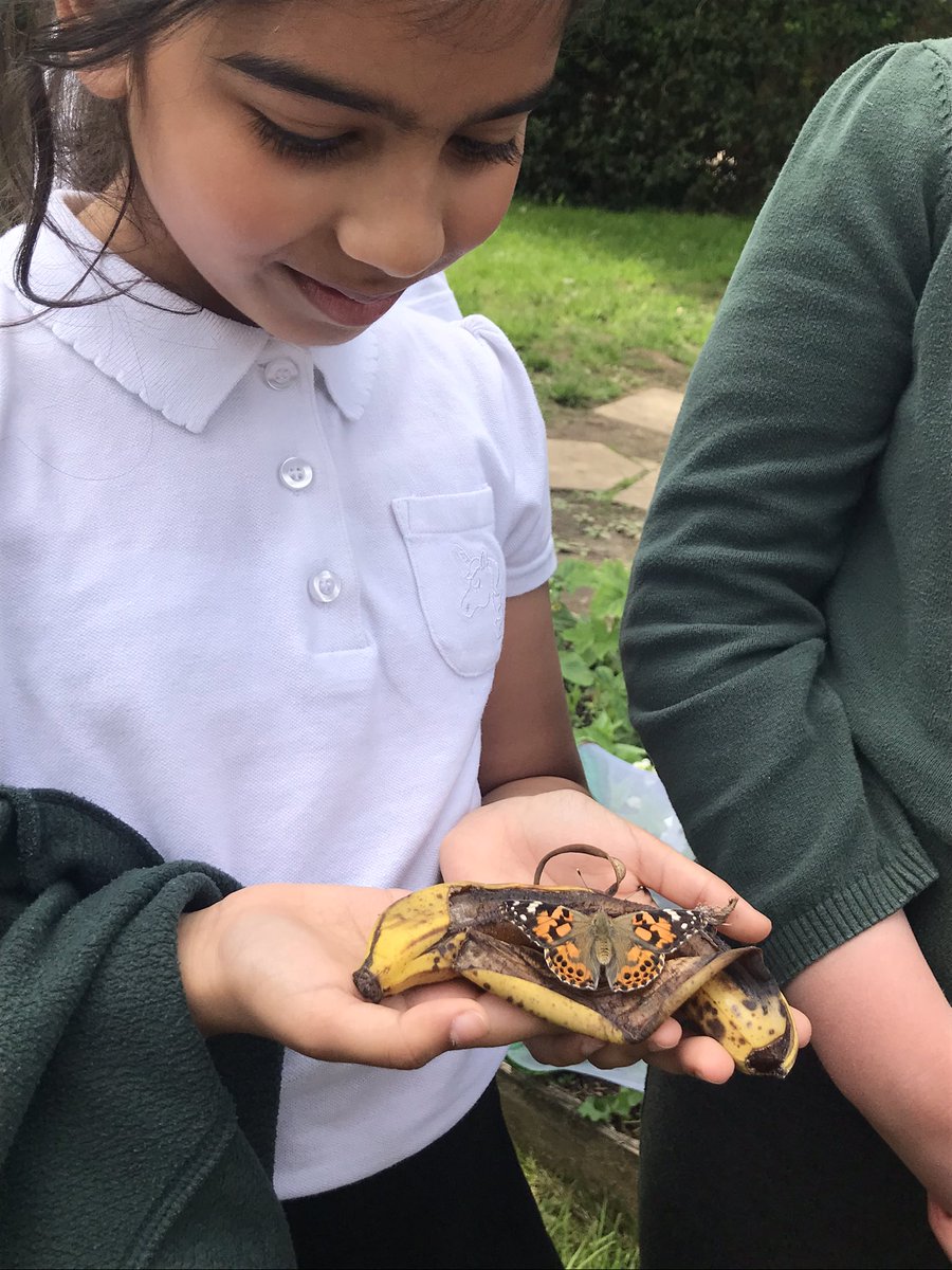 NeedwoodOf's tweet photo. We’ve had a busy day! Here is Class 3 releasing our beautiful butterflies. #jtmat #forestfed https://t.co/uW7rKvlATx