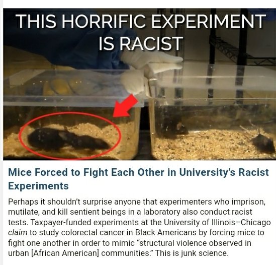 thismitchell's tweet image. Just in case you think RACISM is not really a problem anymore. This is insane. Mice fighting to mimic African American communities? RACISM and ANIMAL ABUSE all in one. Bloody madness!!