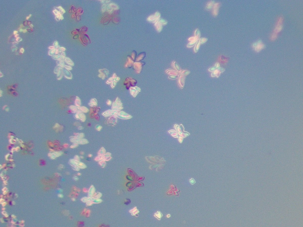 It is always an adventure when you looking down the microscope at your crystal trays. Sometimes you are rewarded with butterflies!

#crystallography #biochemistry #structuralbiology #crystals #proteincrystals #proteincrystallography