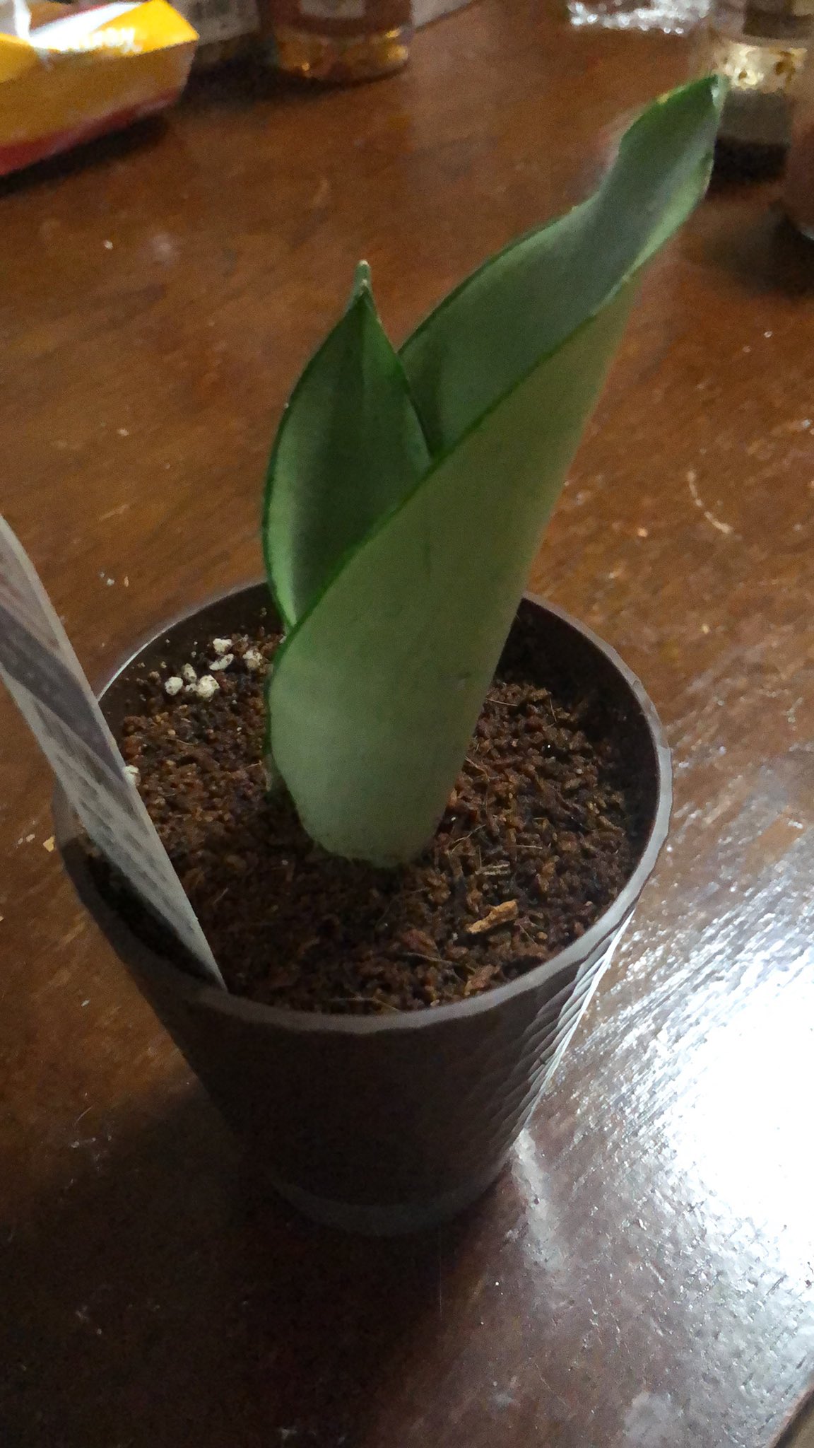 観葉植物 初心者 今日のダイソー品 サンスベリア 調べたらムーンシャイン かな 観葉植物 初心者 今日のダイソー品 サンスベリア 調べたらムーンシャイン かな