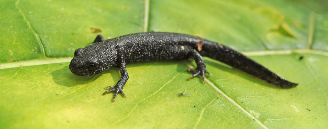 Learned_Lizard's tweet photo. Monitoring Dragons: from St. David’s to Monmouth! https://t.co/ZcOj6pIeG9 via @Learned_Lizard @ARC_Bytes https://t.co/xxzOOAnR4o