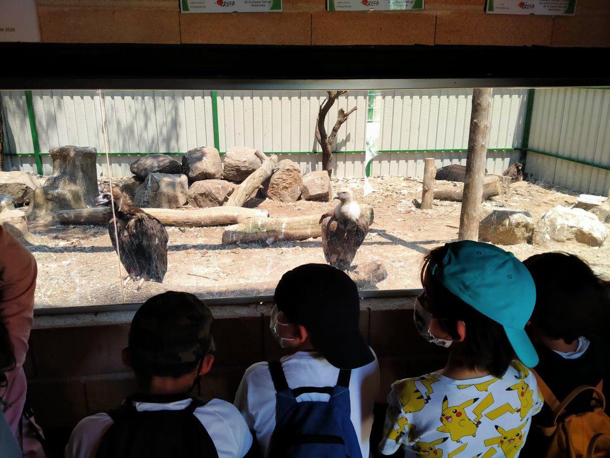 CEBIP_FGL's tweet photo. ➡️Cerramos la semana con la visita de los alumnos de 3°a @GREFA_Fauna . Seguimos trabajando la sensibilización ambiental, aprendiendo a cuidar el entorno🌎 y los espacios naturales🏞️🌄🌲🌈 
‼️Lo hemos pasado muy bien‼️
#educacionambiental #fauna #majadahonda #FGL #educacion https://t.co/BjZuDTPo4F