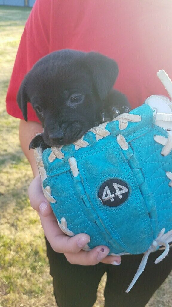 It has been an honor to serve the Ursuline Community! Thank you for the support, victories, laughter, love &amp; friendships. ##GoBears #UntilWeMeetAgain <a href="/UrsulineSports/">Ursuline Athletics</a> @ursulinedallas <a href="/UARunningBears/">Ursuline Academy XC</a> <a href="/UASBbears/">UA Varsity Softball</a>