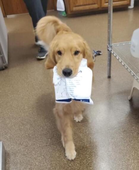 DelphosAnimal's tweet photo. Now THAT's customer service!! 
“Breeze" was more than happy to carry out his own goodie bag at the end of his recent visit with Dr. Chelsea. Jon and Julie Neu have one smart AND very helpful 2 year old Golden Retriever. 🐾❤ https://t.co/MrkpxUYLZv