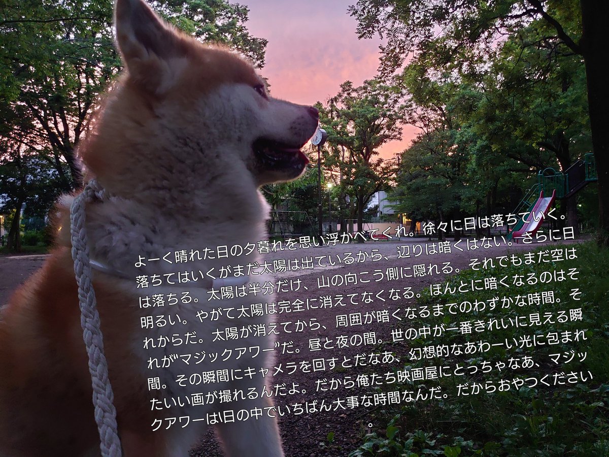 秋田犬の犬 ケン Ken Akita Dog Twitter