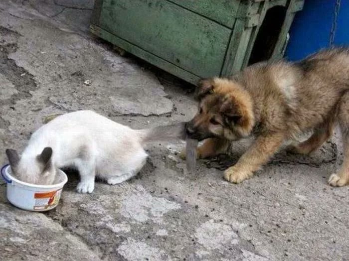 Брутальный Котэ tweet media