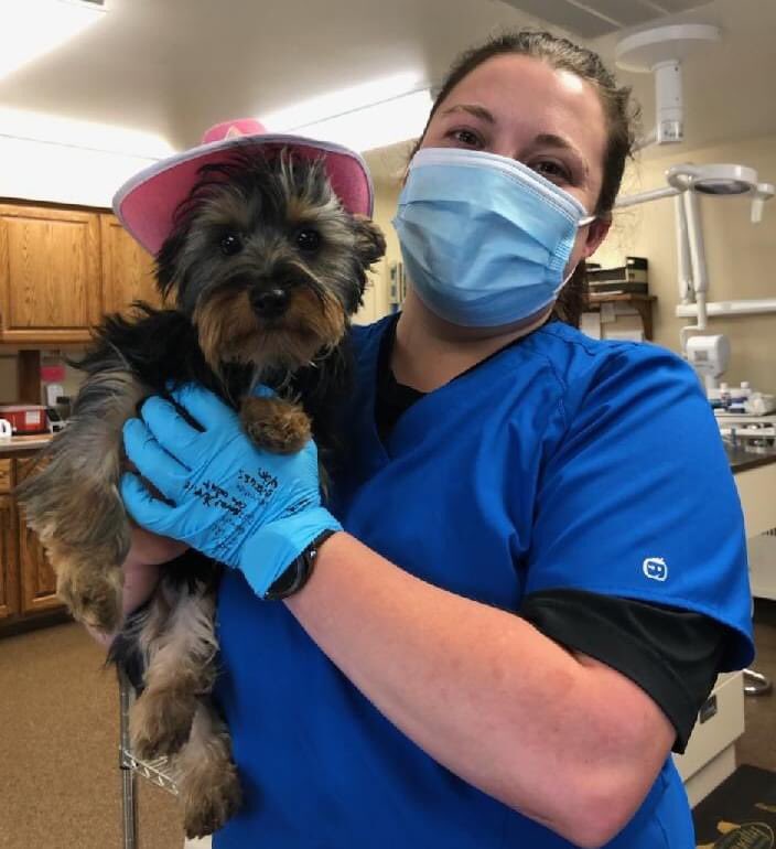 DelphosAnimal's tweet photo. 🎉Let's Celebrate!!🎉

"Lady" was excited to don a party hat and help us celebrate our Vet Tech Cassie's birthday!! Here’s wishing this talented lady a very happy birthday!! Kayla and David Baldridge are this 5 month old Yorkshire Terrier's pet parents. 🎈 https://t.co/eAosKHHMYM