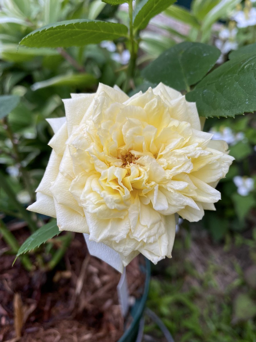 Arthur あーさー 人生はお花畑 Erで続けます ベンジャミン ブリテン ほんのりオレンジが入った赤でフルーツ香 タモラ 今も人気の廃番品種 ミルラと青リンゴ足したような香りかな トーマス エイベケット 少しラフに咲きます 柑橘系 オールドっぽい香り