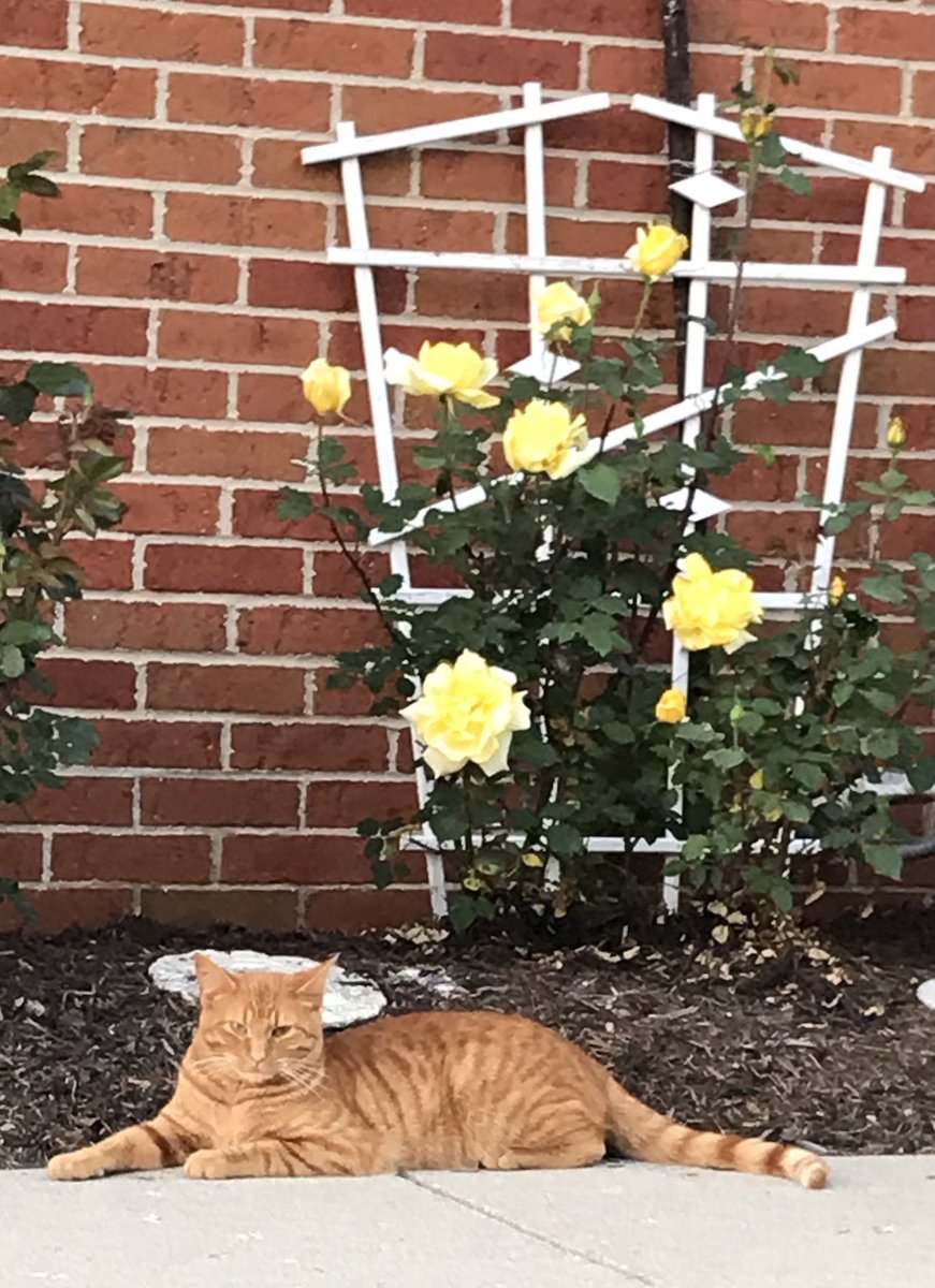 DelphosAnimal's tweet photo. Long Live the King!🦁
“Prince Andrew” hopes to be king of the Welshire Farm rose garden some day. More affectionately known as “Andy,” this handsome golden boy is a member of Dr. John’s Working Cat Team and recently celebrated his first birthday by posing for his loyal followers. https://t.co/OScAtTAL05