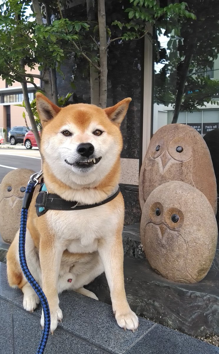 いぬのおまわりさん