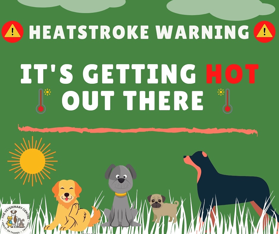 henleyvets's tweet photo. While news of warmer weather is music to many human ears, please remember that this can put our dogs at risk of heatstroke.
The British Veterinary Association advise:
https://t.co/Egh9jIJhLT #dogsoftwitter #dogsoftwitter #dogsofberkshire #dogsofoxfordshire #twyfordberkshire https://t.co/CnPuRSmNPa