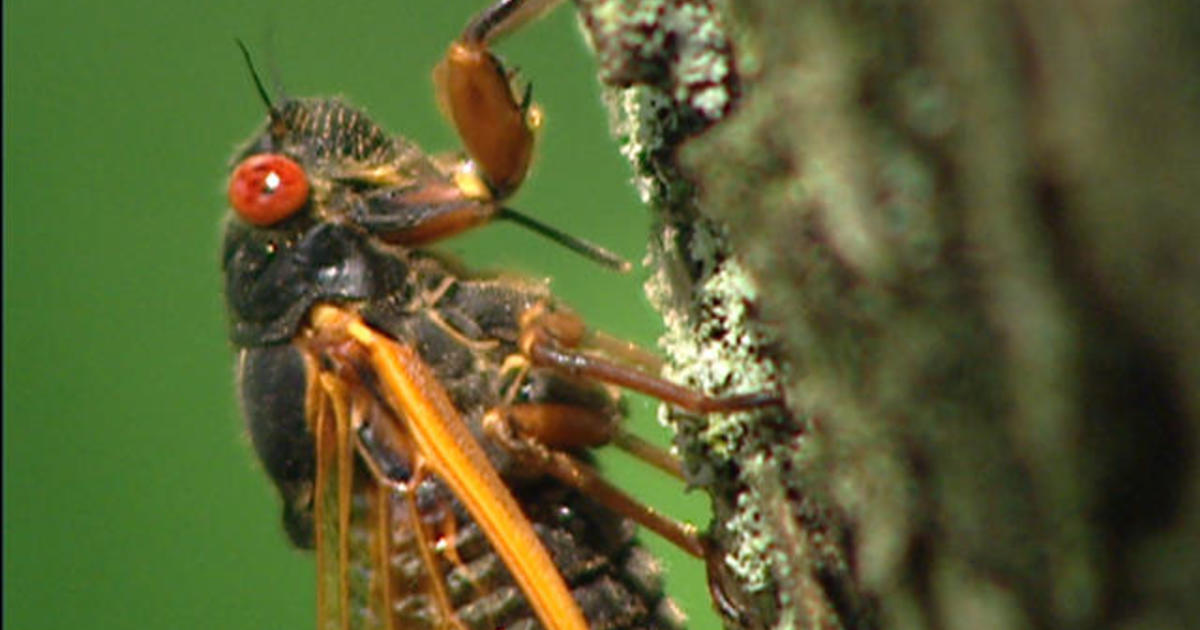 KiaMankato's tweet photo. They're back! The return of the cicadas are upon us and are identified as Brood X. Learn more thanks to #CBSNews

https://t.co/unGgjGsRIq

#Cicadas #NatureNews #Kia #Mankato https://t.co/HmJvkI8r3B