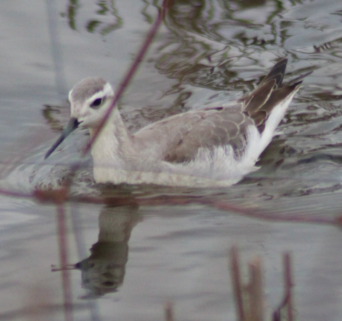 afewmilesmore's tweet photo. #Top4Exotic in the UK
โ Wilson's phalarope, N. American vagrant, seen last summer @LymKeyRanger
โ Invasive N. American Signal crayfish (sadly, more common than exotic now)
โ Himalayan balsam, invasive species
โ An iris in our garden yesterday
#Top4Theme hosts tagged โฌ๏ธ https://t.co/1uBKrzBVZc