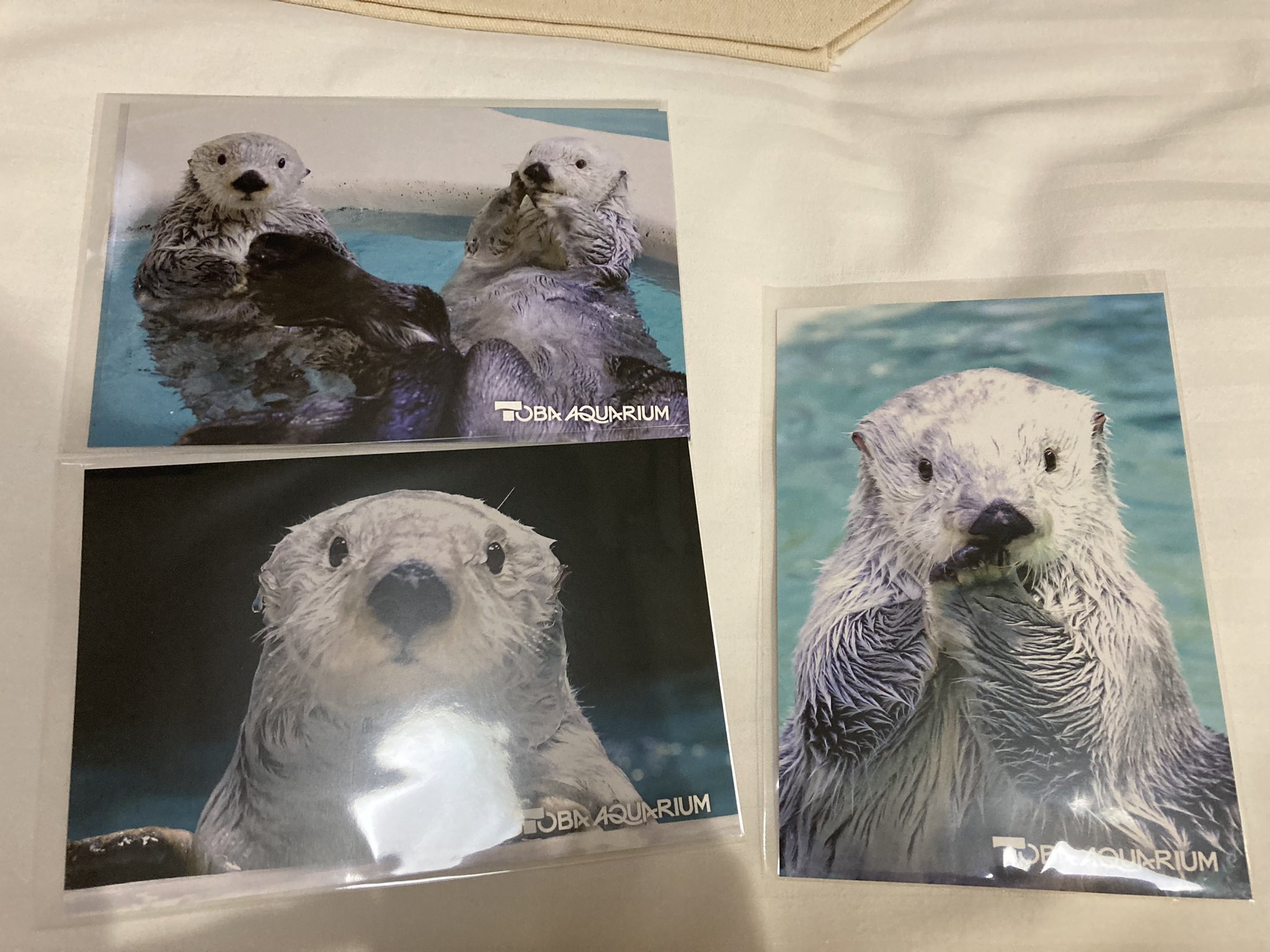 2022年限定カラー 鳥羽水族館 ラッコグッズセット メイ キラ | www